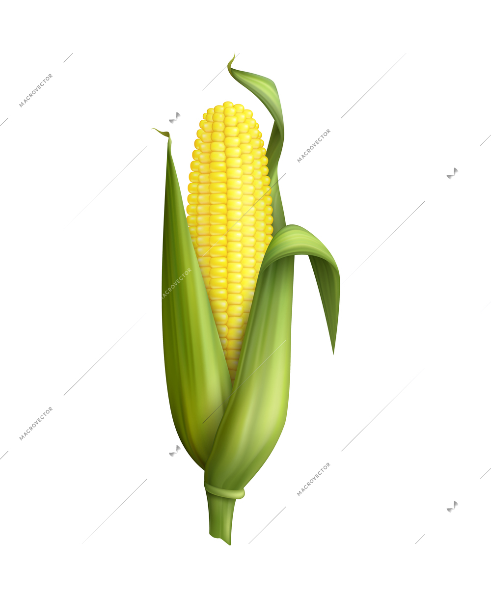 Corn realistic composition with isolated image of food product on blank background vector illustration