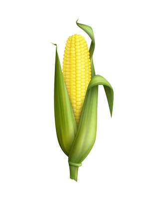 Corn realistic composition with isolated image of food product on blank background vector illustration