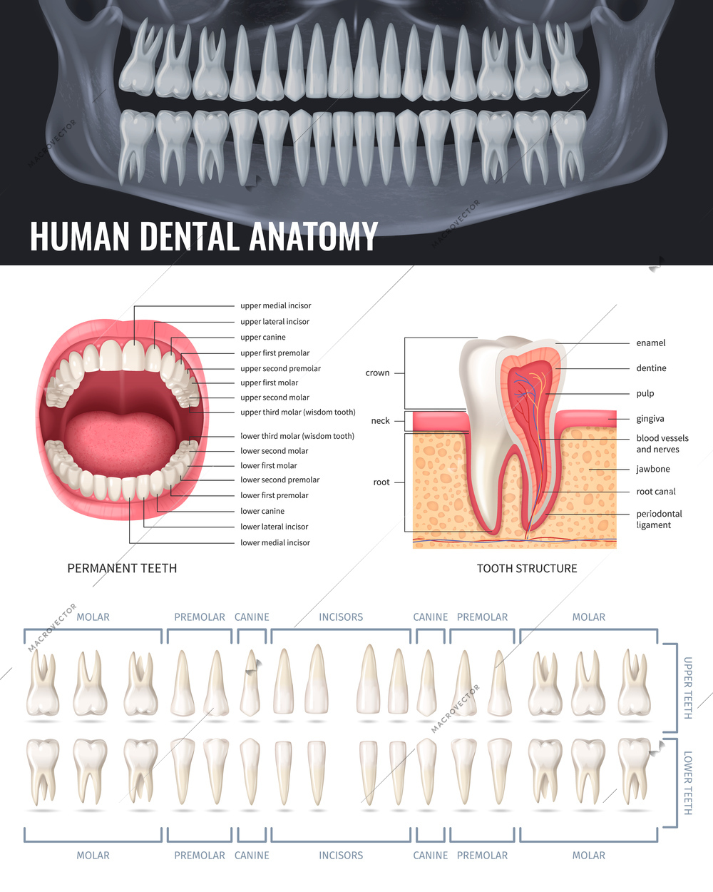 Human teeth realistic anatomy poster with jaw x-ray vector illustration