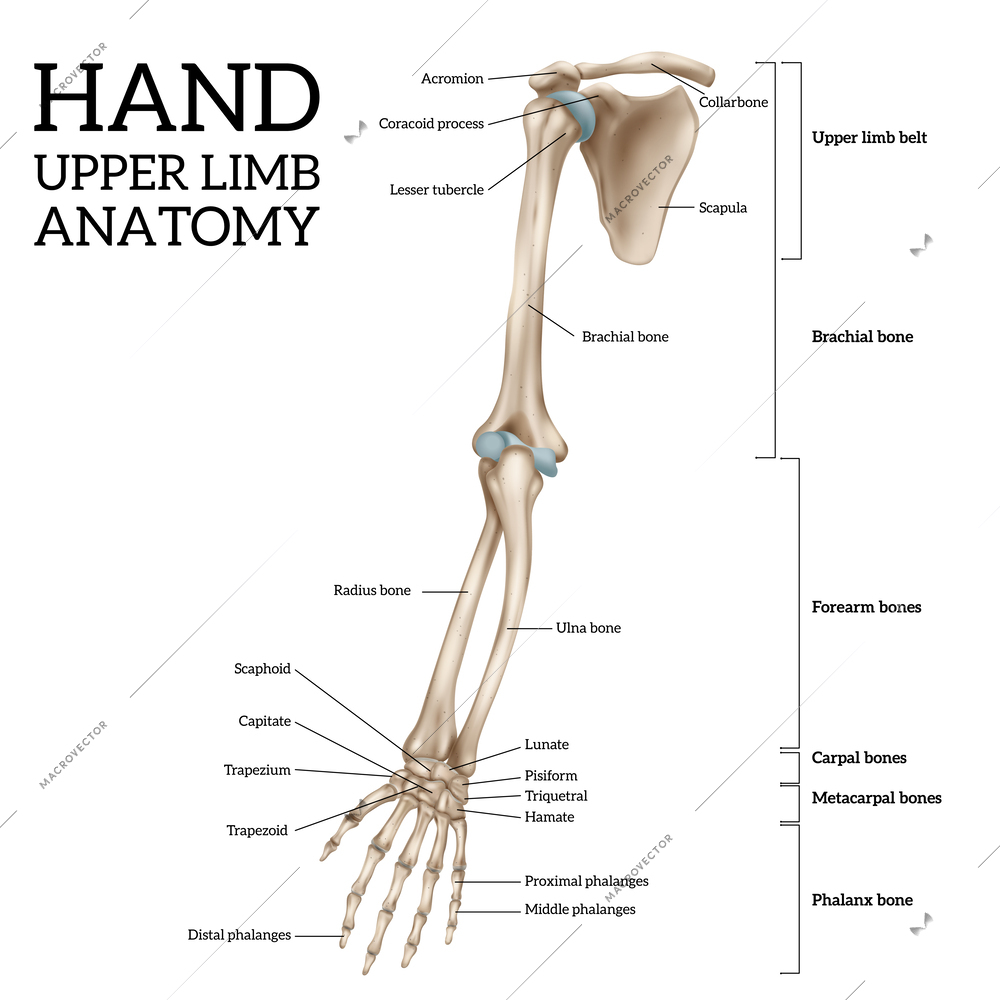 Human upper limb anatomy anterior view realistic infographic vector illustration