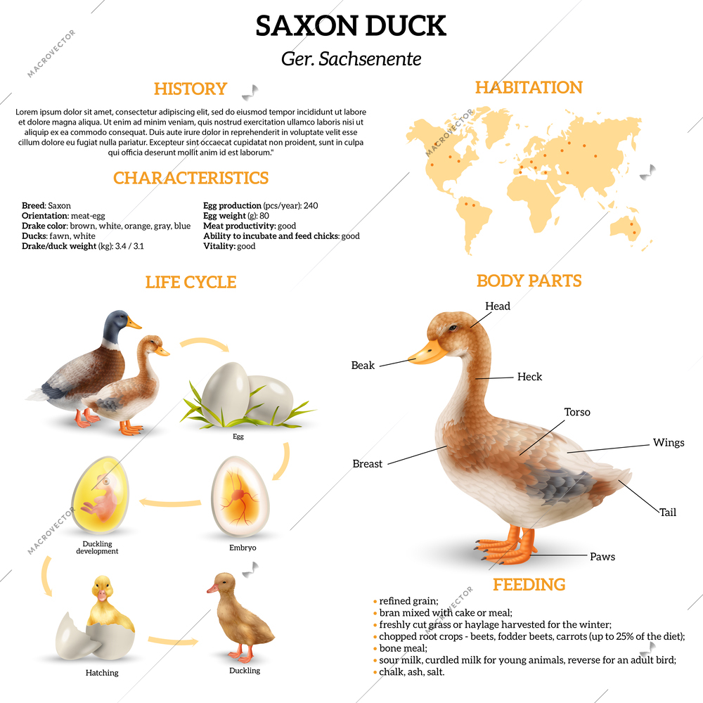 Realistic vertical infographics with information about life cycle of saxony ducks their habitation characteristics body parts vector illustration