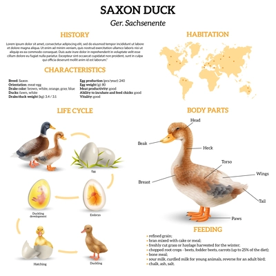 Realistic vertical infographics with information about life cycle of saxony ducks their habitation characteristics body parts vector illustration