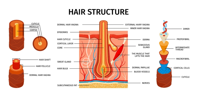 Realistic hair structure infographics with educational images of hair anatomy with editable text captions and icons vector illustration