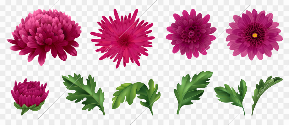 Realistic chrysanthemum icons set with flowers and leaves on transparent background isolated vector illustration