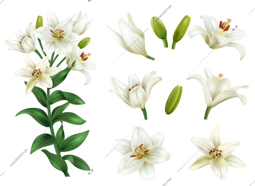 Realistic white lily flower icons set with blooming blossoms isolated vector illustration