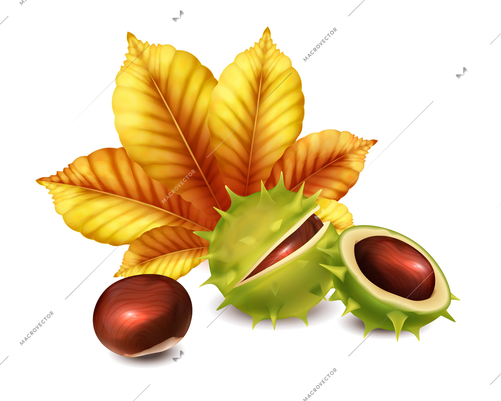Realistic chestnut composition with nuts and autumn leaf vector illustration