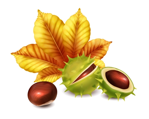 Realistic chestnut composition with nuts and autumn leaf vector illustration