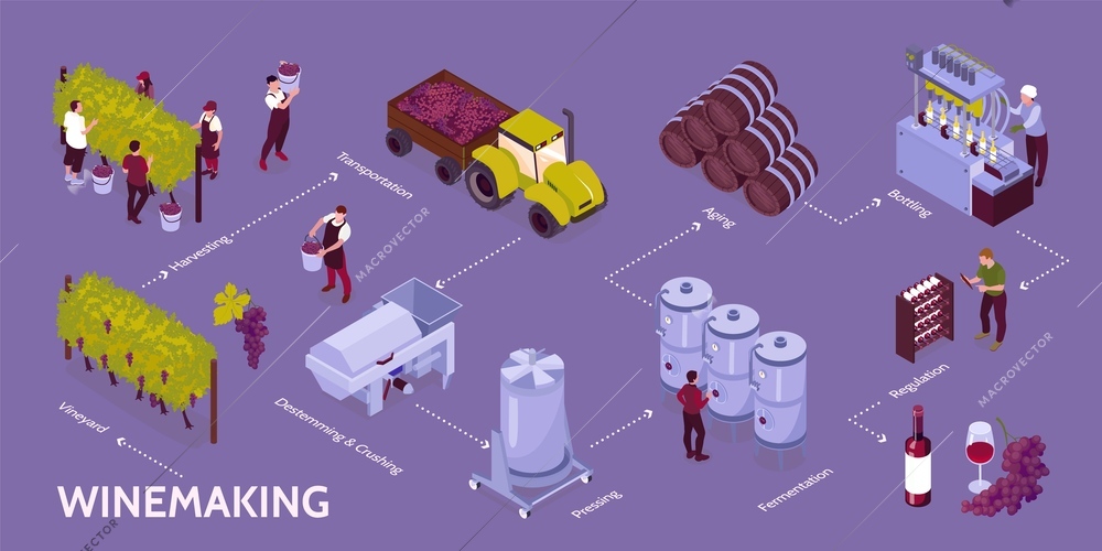 Isometric vineyard infographic the stages of making wine from vineyard to regulation vector illustration