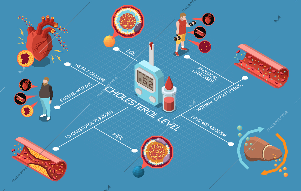 Cholesterol level flowchart with good and bad fat tests vector illustration