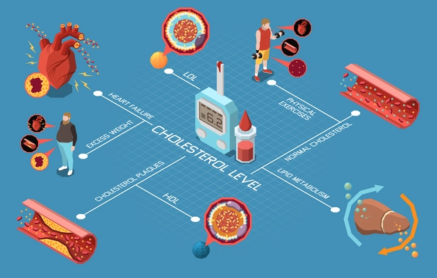 Cholesterol level flowchart with good and bad fat tests vector illustration