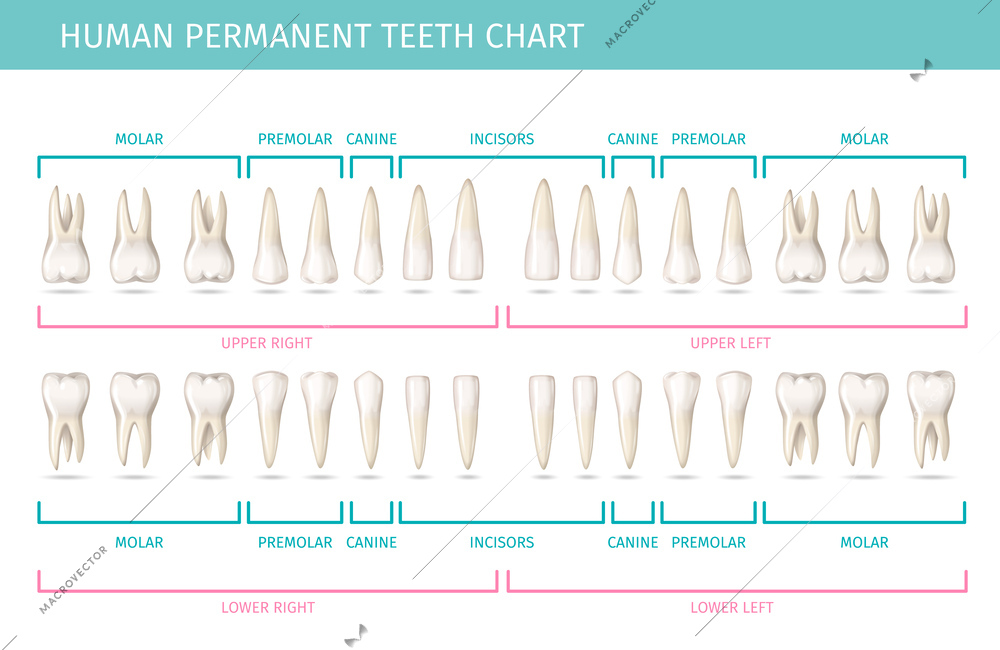 Dental anatomy chart with permanent human teeth realistic vector illustration