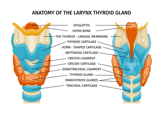Larynx thyroid trachea anatomy composition with text captions pointing to glands ligaments bones on educational image vector illustration