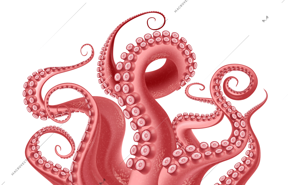 Abstract fragment of red octopus with writhing tentacles with suckers at white background realistic vector illustration