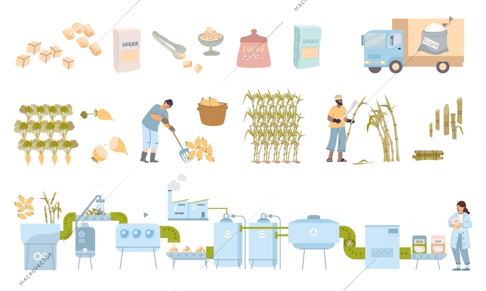 Sugar production flat set with isolated icons of beets canes gathering workers factory line ready products vector illustration