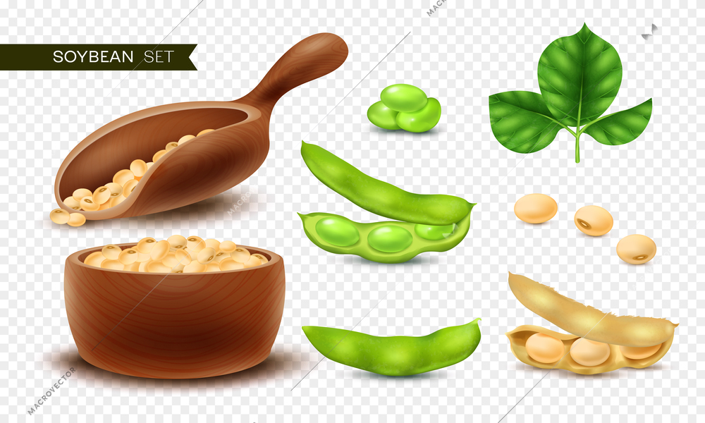 Realistic soybean icons set with soy beans on transparent background isolated vector illustration