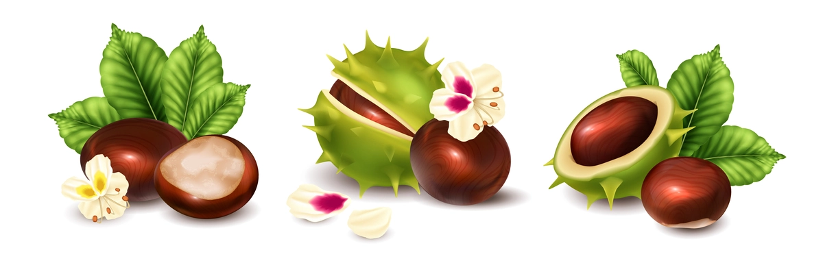 Realistic chestnut compositions set with ripe nuts and flowers isolated vector illustration