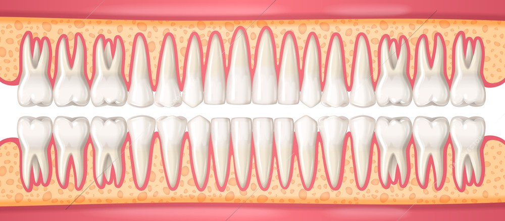 Human dental anatomy concept with realistic teeth in jaws vector illustration