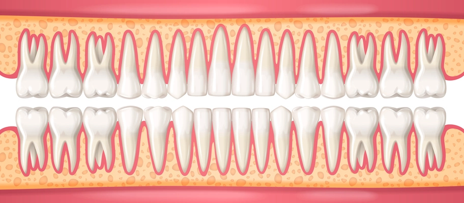 Human dental anatomy concept with realistic teeth in jaws vector illustration