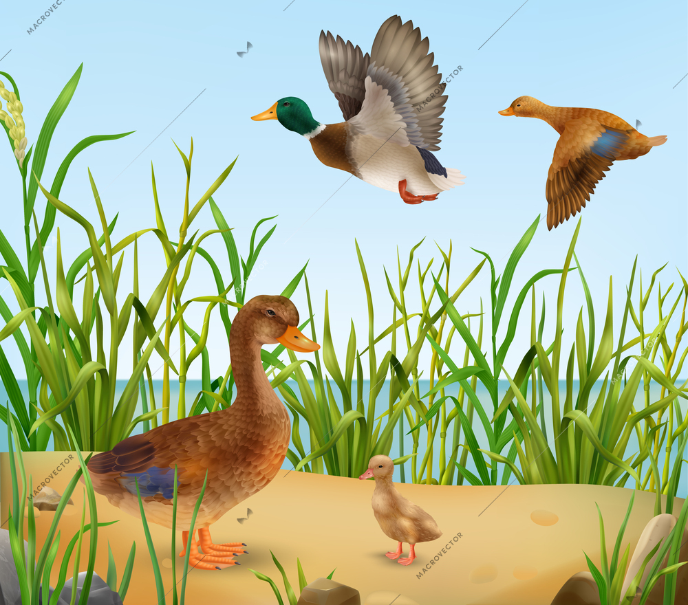 Adult ducks and juvenile duckling in natural habitat realistic vector illustration