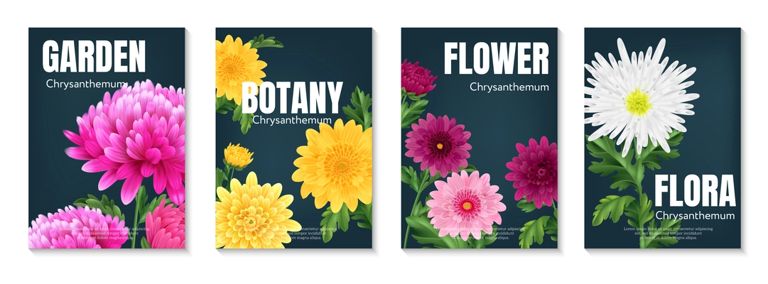 Realistic chrysanthemum poster set with colorful flowers on dark background isolated vector illustration
