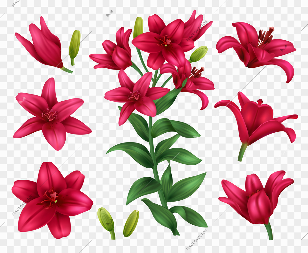 Realistic red lily flower icons set on transparent background isolated vector illustration