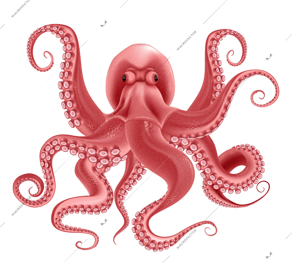 Red evil octopus with eight writhing tentacles realistic object isolated at white background vector illustration