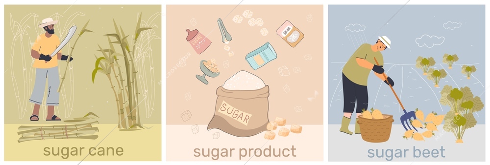 Sugar production set with three compositions of text workers gathering canes beets with ready product packages vector illustration
