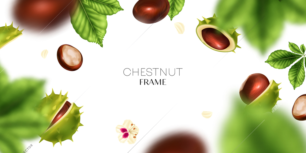 Realistic chestnut frame with nut seeds and shells vector illustration