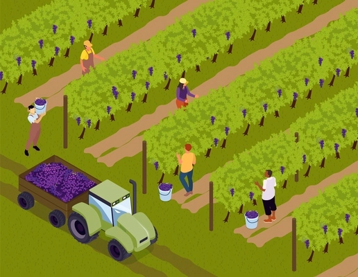 Isometric vineyard concept vector vineyard employees are harvesting and load it on the tractor illustration