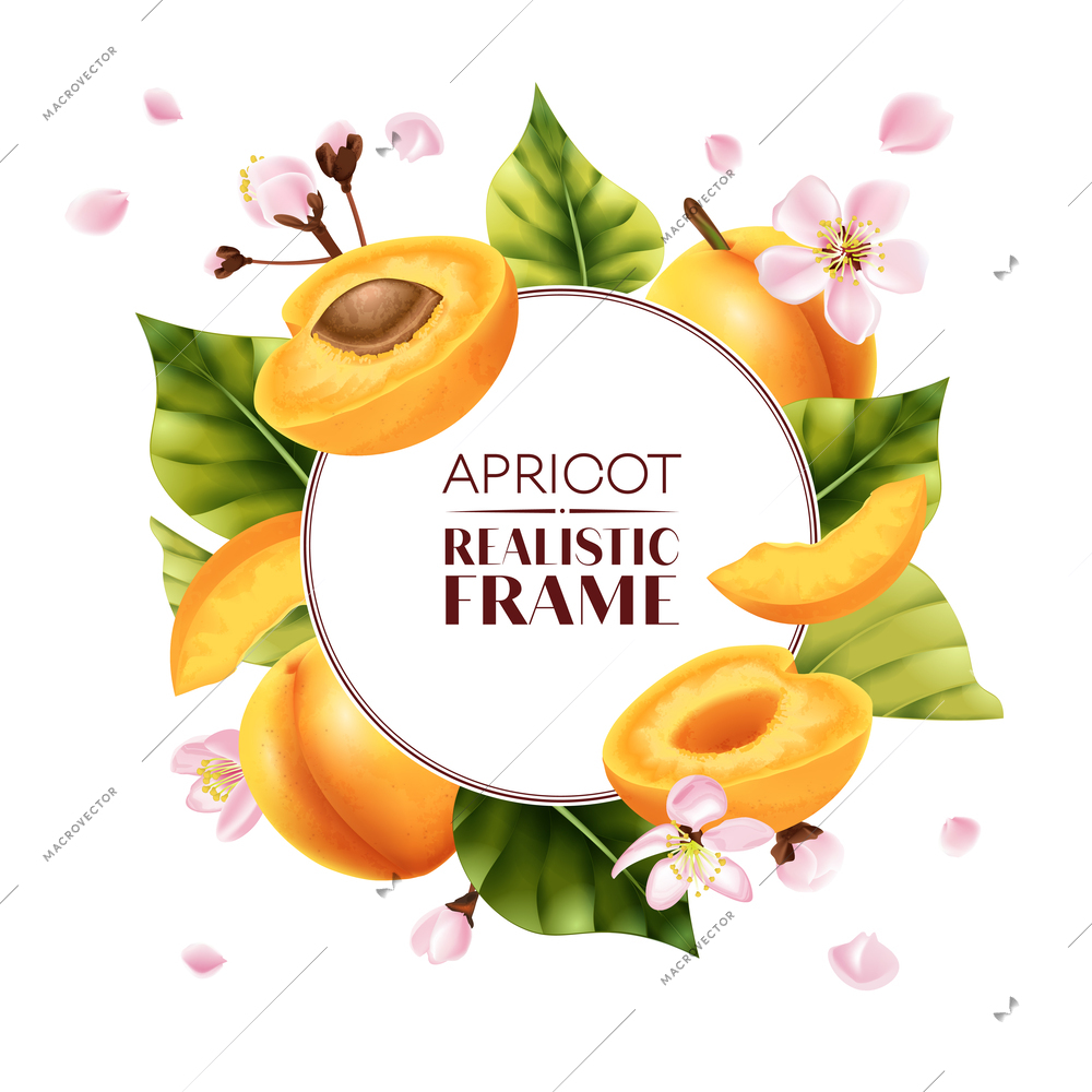 Realistic apricot frame composition with ornate text inside circle surrounded by apricot cuts leaves and flowers vector illustration