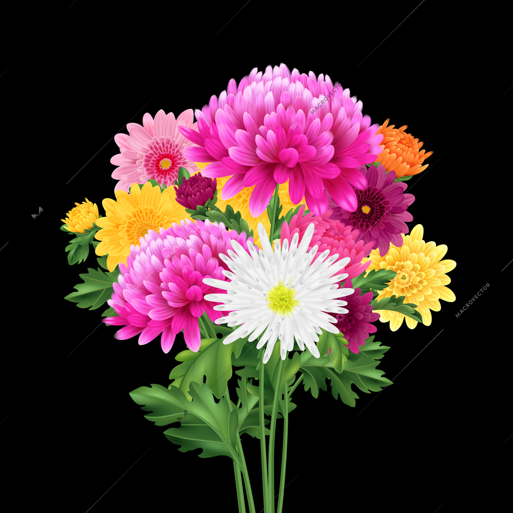 Realistic chrysanthemum bouquet with colorful flower bulbs on dark background vector illustration