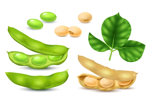 Realistic soybean realistic icons set with soy beans and leaves isolated vector illustration