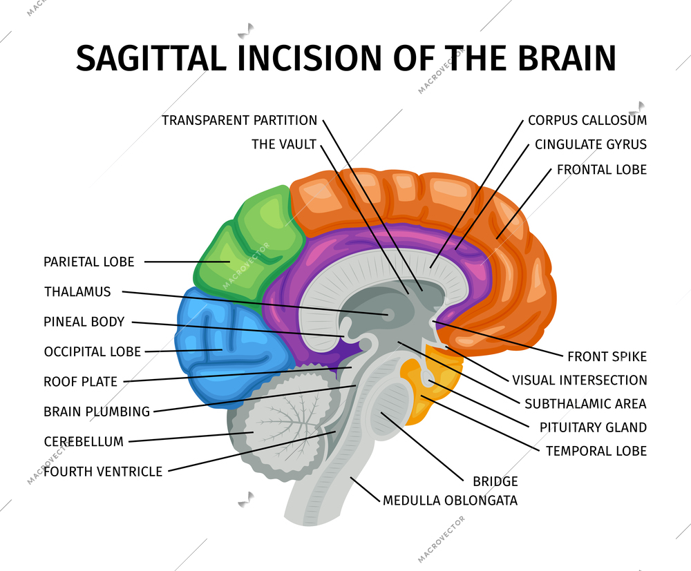 Brain anatomy sagittal view composition with colored educational image of internal organ with text captions pointers vector illustration