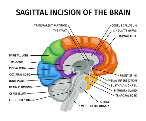 Brain anatomy sagittal view composition with colored educational image of internal organ with text captions pointers vector illustration