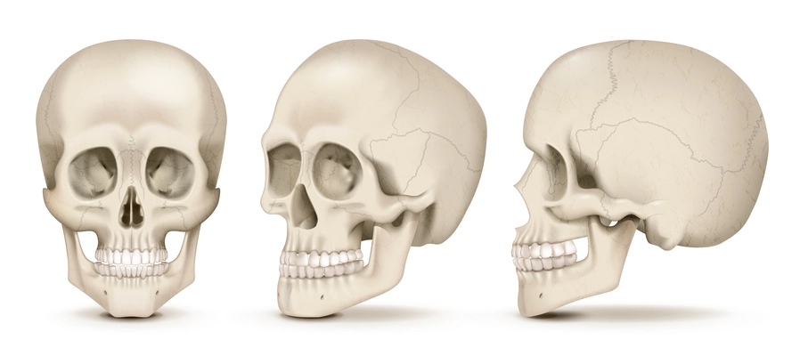 Realistic human skulls front and side views set isolated on white background vector illustration