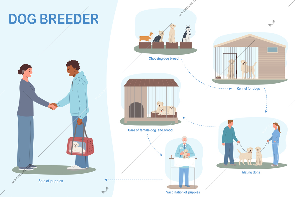 Dog breeder business flat infographics with set of isolated compositions with kennel mating vaccination and sale vector illustration