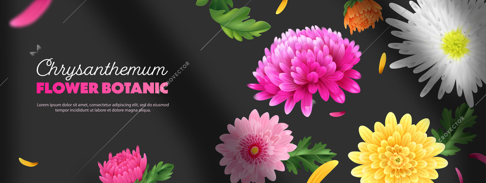 Realistic chrysanthemum poster with colorful flower bulbs on dark background vector illustration