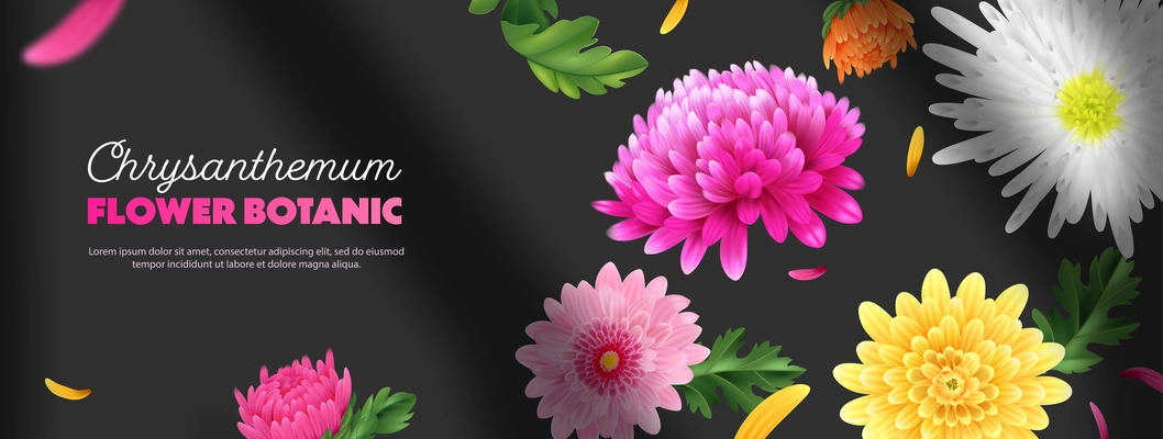 Realistic chrysanthemum poster with colorful flower bulbs on dark background vector illustration