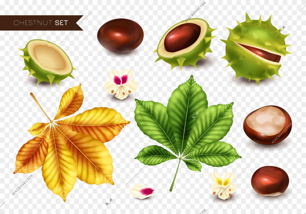 Realistic chestnus icons set with nuts and leaves on transparent background isolated vector illustration
