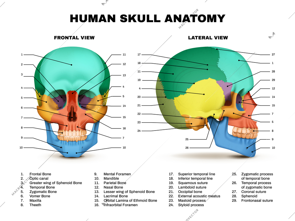Human skull anatomy color front and lateral views realistic infographic on white background vector illustration
