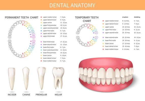 Human adult teeth anatomy set with realistic jaws vector illustration