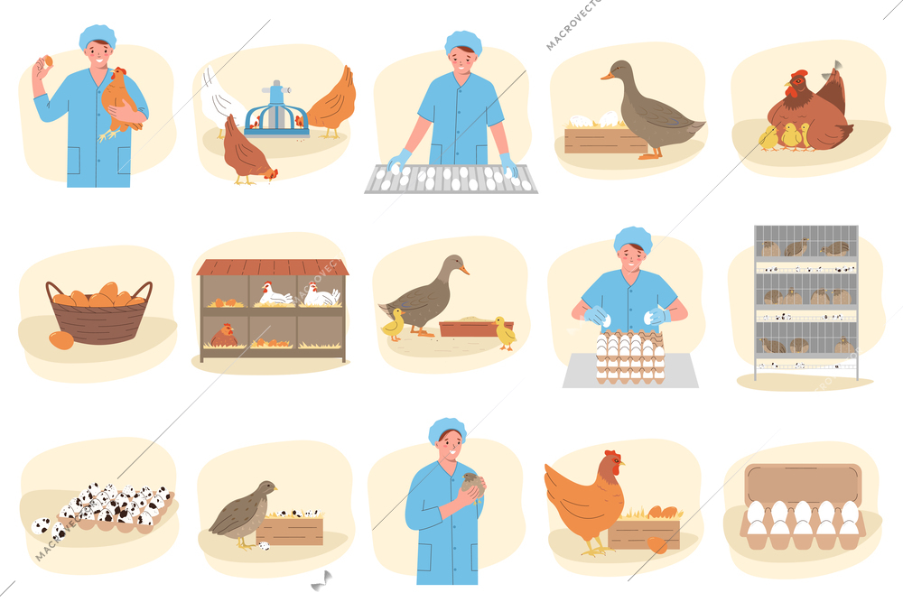 Poultry eggs production flat set with domestic birds and female factory worker isolated vector illustration