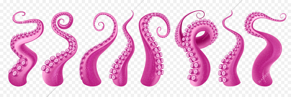 Curl and intertwined octopus tentacles cartoon set in purple color at transparent background isolated vector illustration