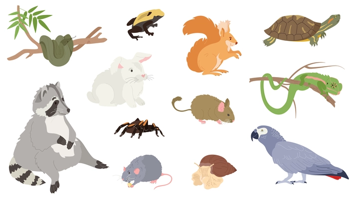 Exotic pets set with racoon and iguana flat isolated vector illustration