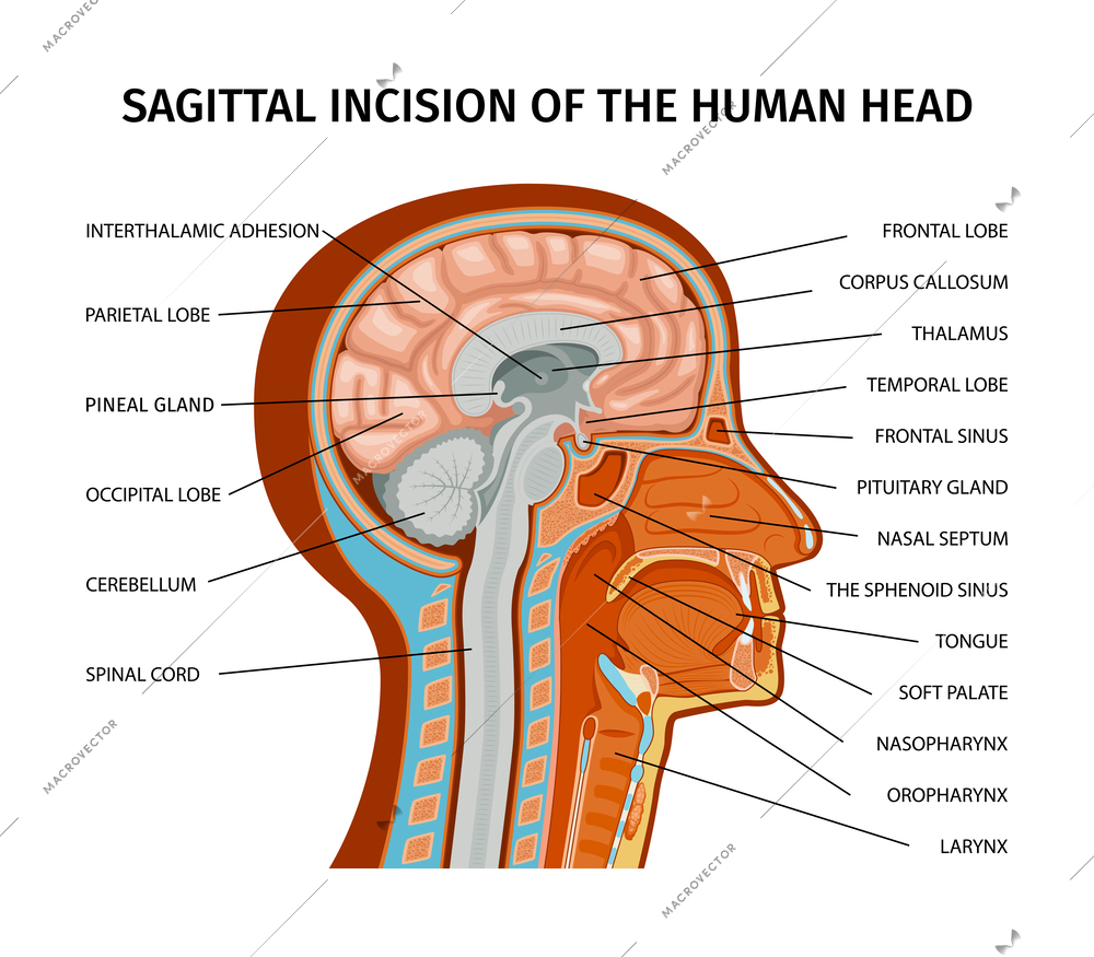 Anatomy of human composition with profile view of human head with colored parts and text captions vector illustration