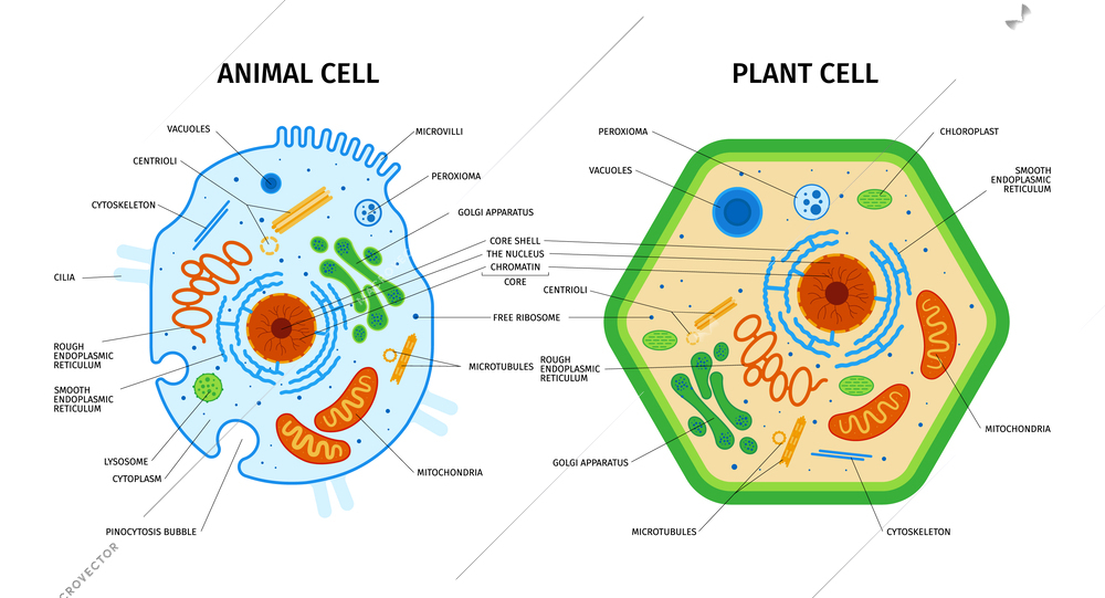 Cell anatomy of plant and animal composition with set of colorful educational images with text captions vector illustration