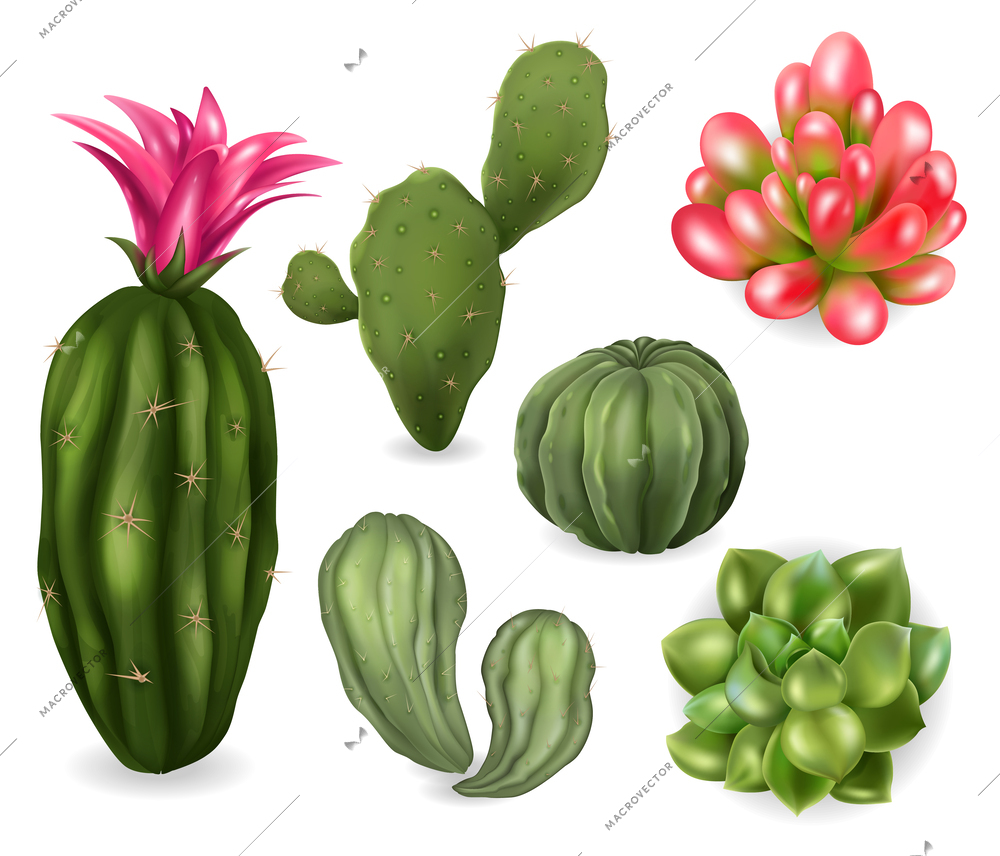 Realistic cactus succulent set with isolated images of cacti plants with needles flowers on blank background vector illustration