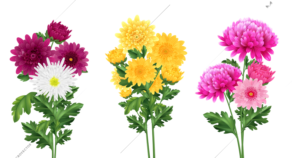 Realistic chrysanthemum bouquet set with blooming flowers isolated vector illustration