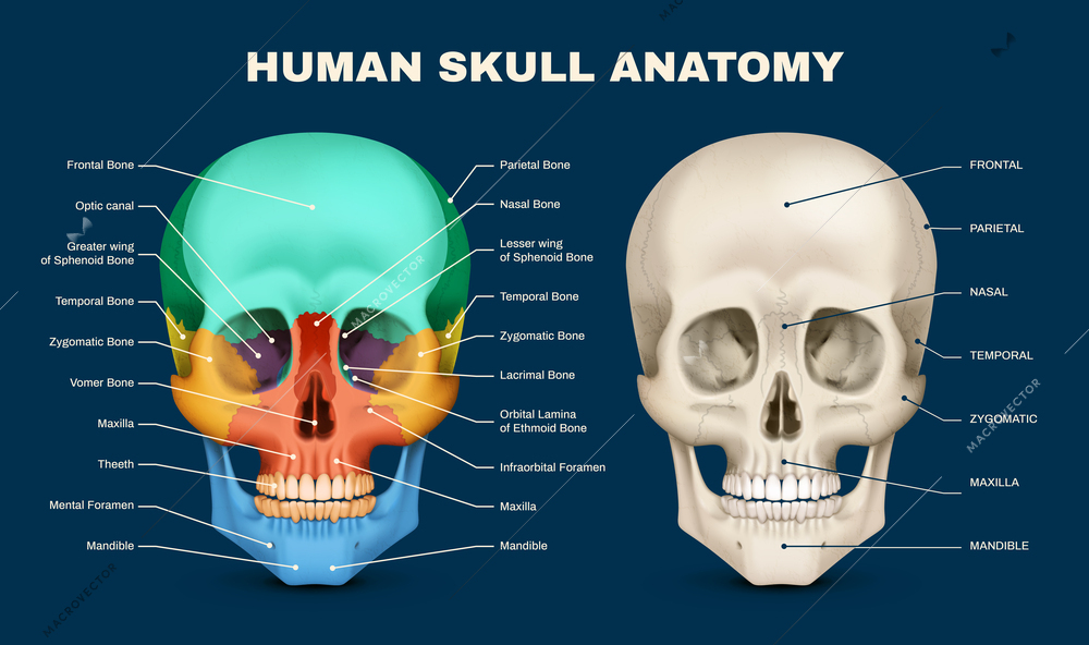 Human skull anatomy front view infographic with labelled parts on dark blue background realistic vector illustration
