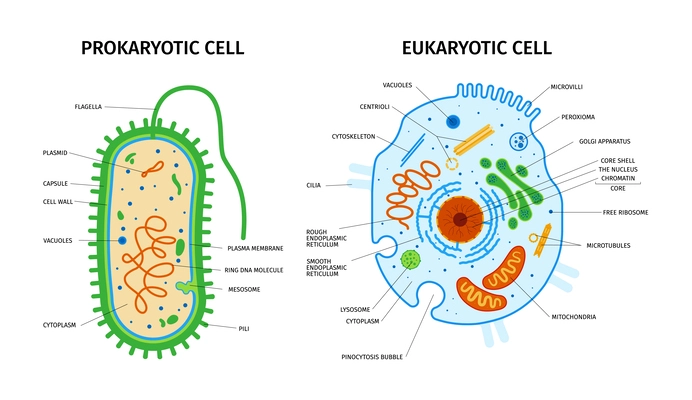 Cell anatomy of eukaryotic and prokaryotic composition with set of colorful images with pointers text captions vector illustration